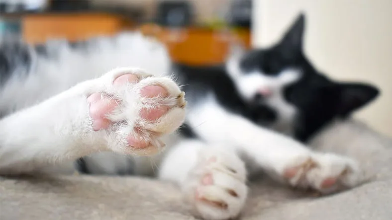 Hayvanların Patilerinde Neden Bu Yumuşak Yastıkçıklar Var