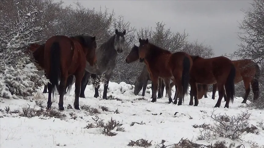 Ankara’nın Beypazarı ilçesinde karla kaplanan yaylada yılkı atları görüntülendi