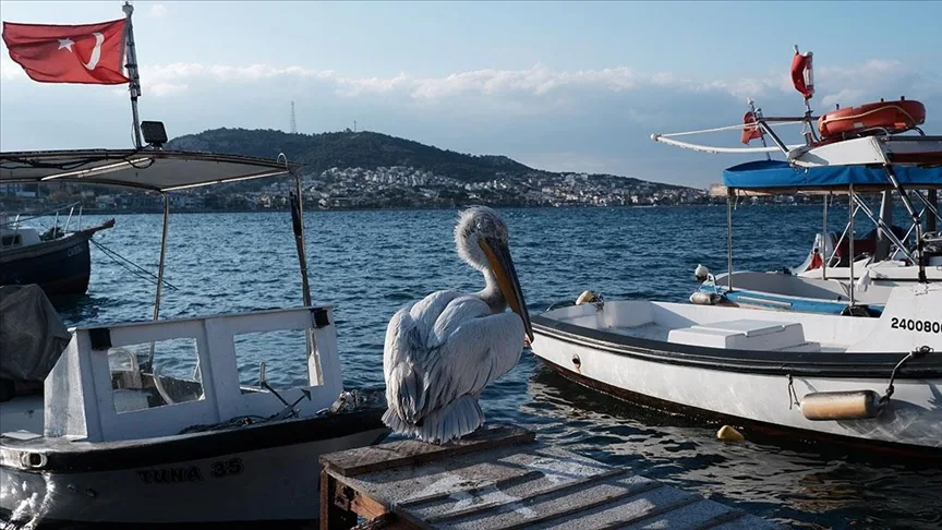 Pelikan “Tosun” yaralı olarak sığındığı Foça’nın maskotu oldu