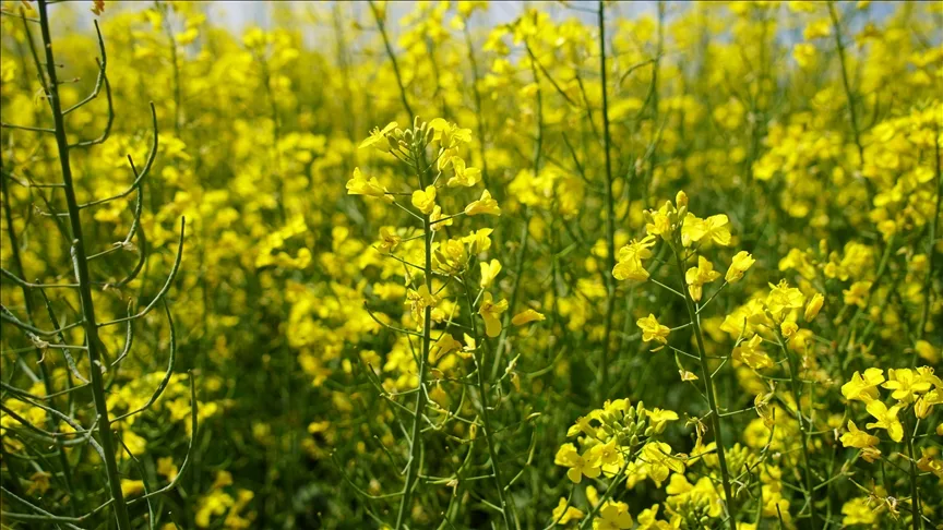 Yağ bitkisi kanola, arıcılıkta da avantaj sağlıyor