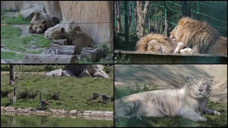 Arnavutluk’taki Tiran Hayvanat Bahçesi 59 yıldır yüzlerce türe ev sahipliği yapıyor