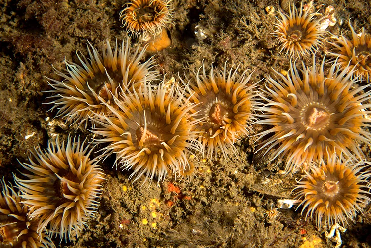 Marmara Denizi’nde popülasyonları artan mercanlar görüntülendi