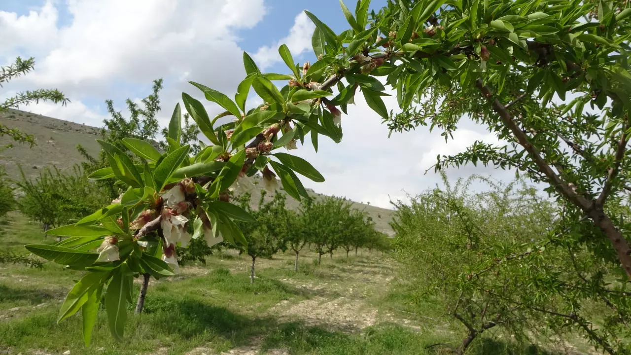 Zirai dondan etkilenmedi! Badem bahçesi üreticisini de şaşırttı