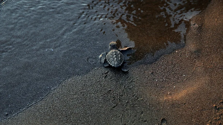 İztuzu Sahili’nde caretta carettalar için hazırlıklar tamamlandı