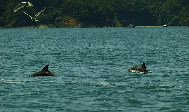 İstanbul Boğazı yunus gözlem etkinlikleri başlıyor