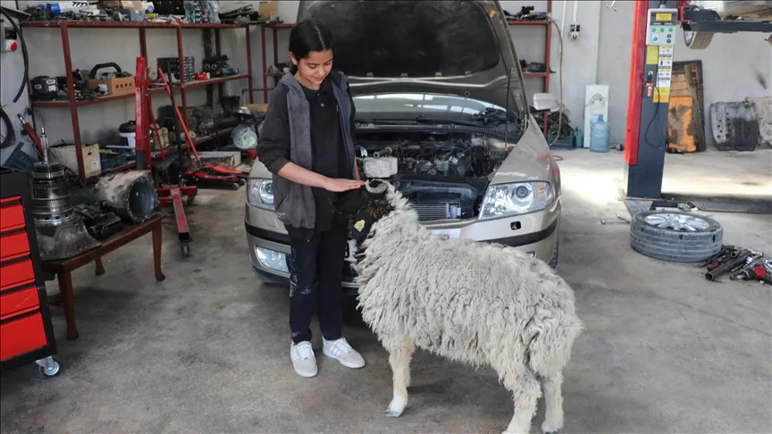 Hatay’da 14 yaşındaki Nehir, hediye edilen kuzuyu babasının tamirhanesinde besliyor