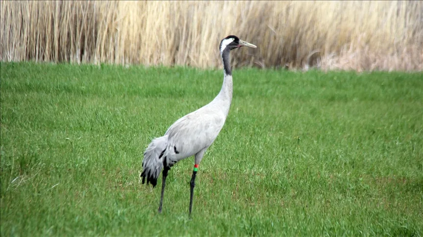 Nesli tehlike altındaki turnalar Sivas’ta görüntülendi