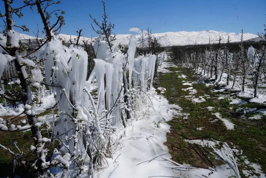 Zirai dondan en çok etkilenen ürünler açıklandı