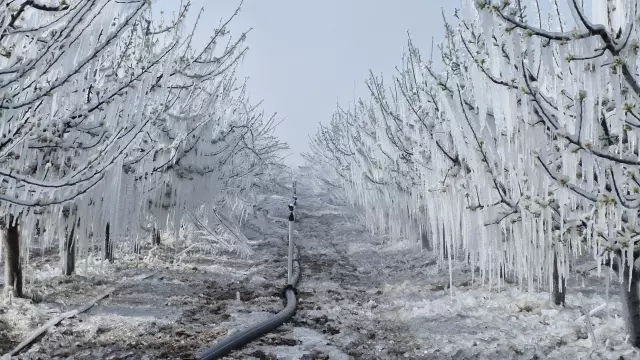 Türkiye tarihinin en büyük zirai don olayı! İller bir bir alarm veriyor