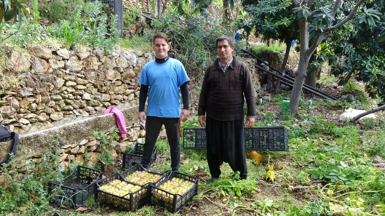 Antalya’da muşmula hasadı başladı: Kilogramı 150 TL’den satılıyor