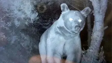 Ayıların Zarar Verdigi Kovalar Üreticiyi Zor Durumda Bıraktı