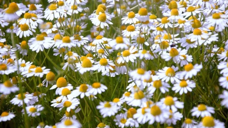 Papatyaya benzeyen bu çiçek, bahçenizin en büyük düşmanı! Gördüğünüz an yok edin…