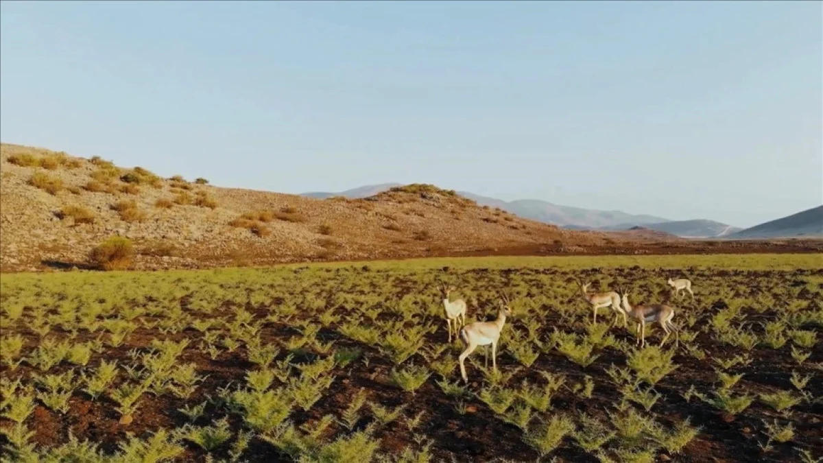 Hatay dağ ceylanlarının sayısı 6 kat arttı