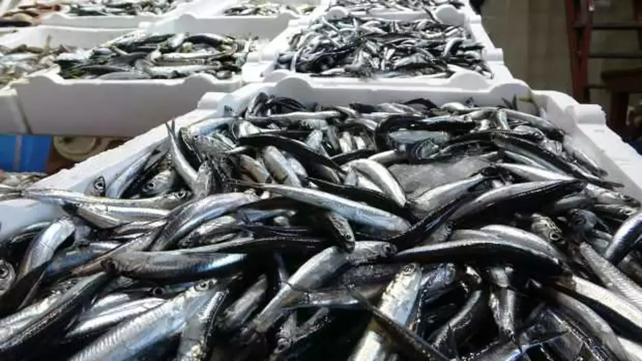 9 milyon dolarlık hamsi ihracatı