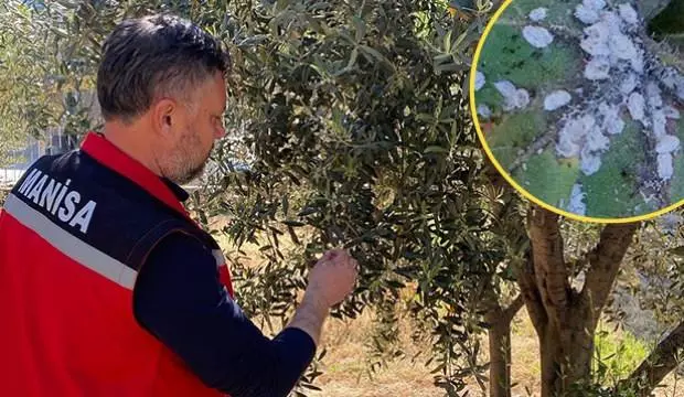 Zeytin hasadı tehlikede! Bu böcek çitçinin kabusu: ‘Bahçenizde varsa ilaçlayın’