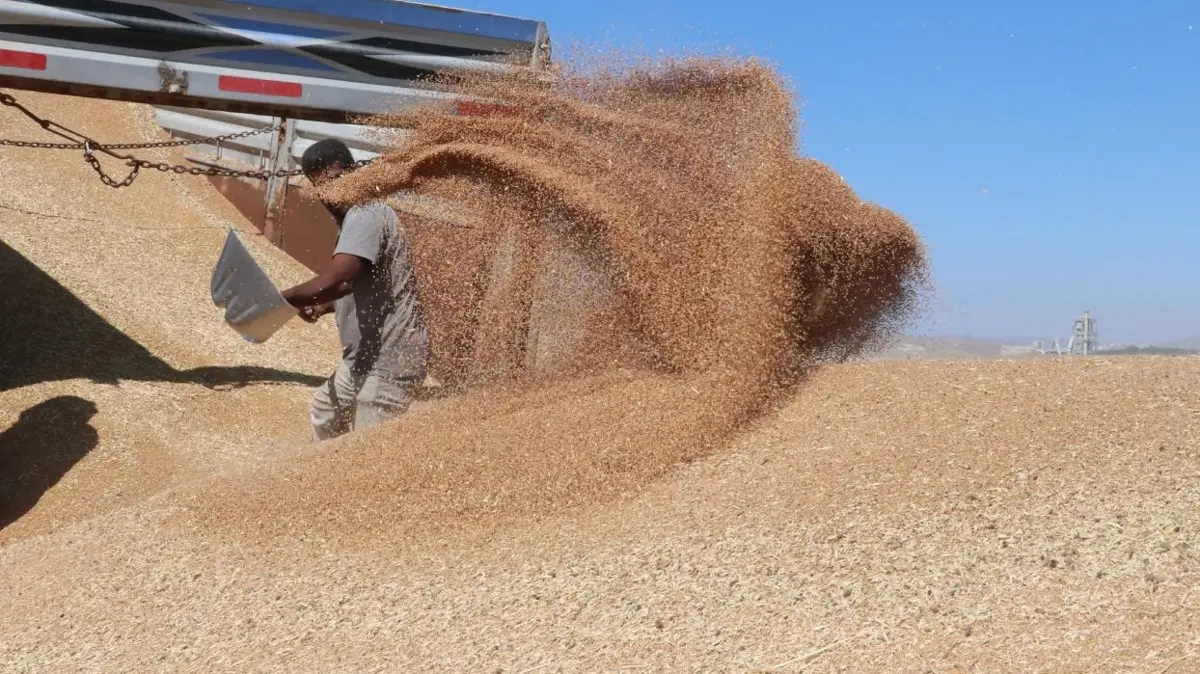 Güneydoğu’nun hububat ihracatı arttı