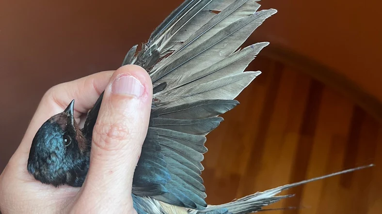 Yaralı kuşlar için ‘tüy bankası’