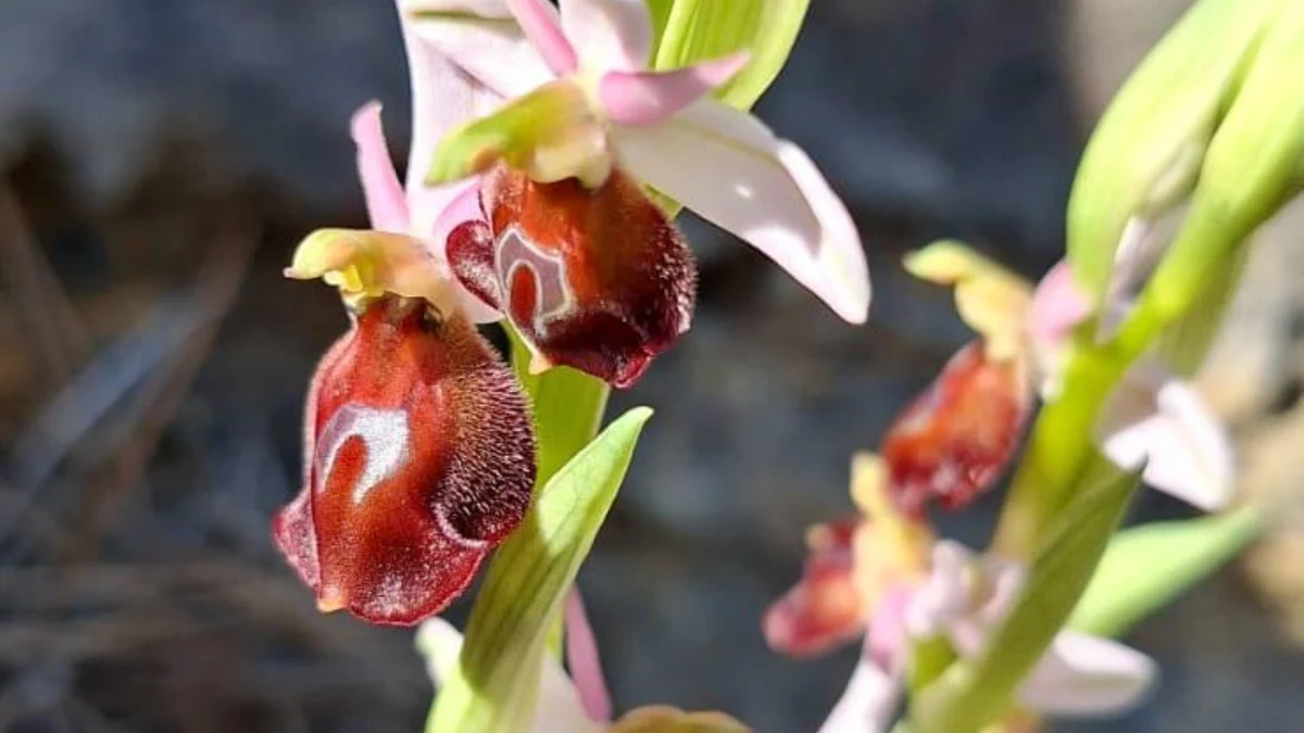 Antalya’ya özgü bitkiyi koparmanın cezası 500 bin lirayı aşıyor