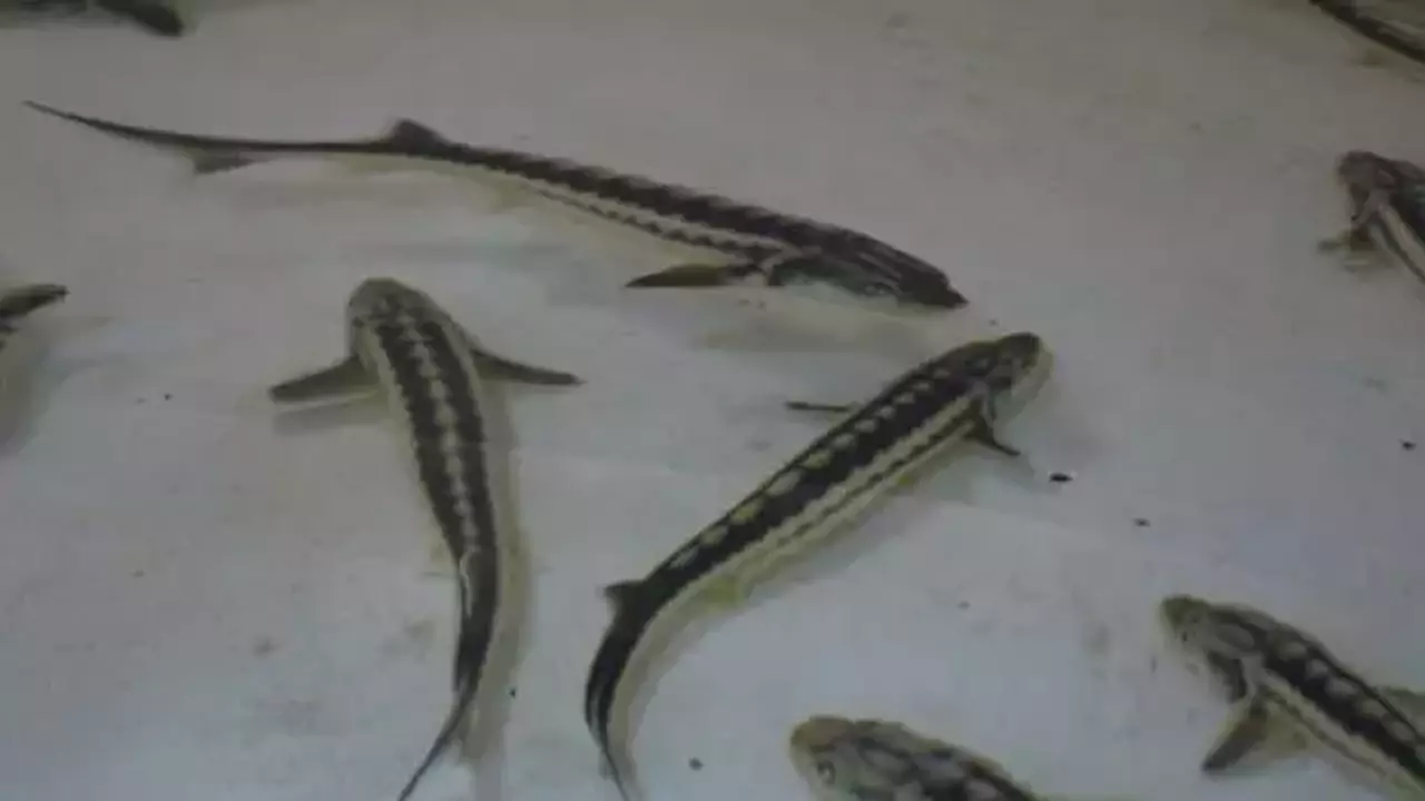 Nesli tehlike altındaki ‘Siyah inci’nin kilosu 2 bin dolar