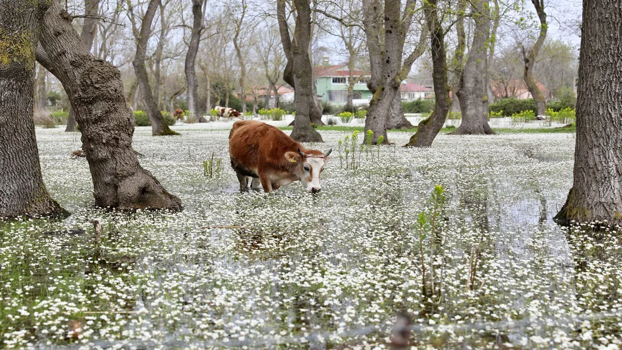Kızılırmak Deltası’nda Su Papatyaları Açtı