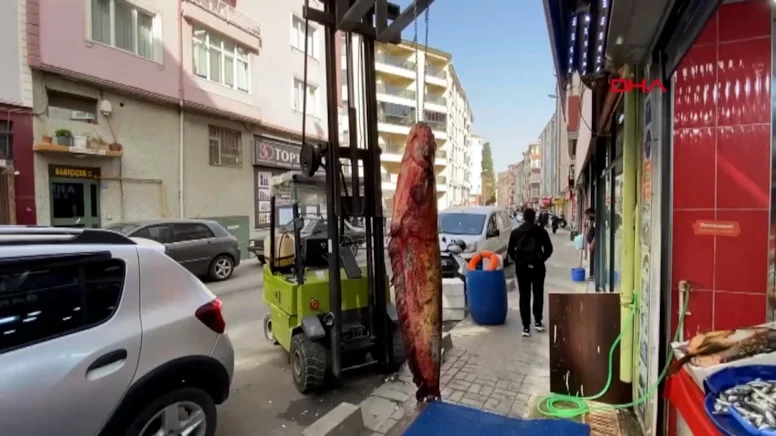 Boyu 2 metre, 150 kilo: Kilosu 450 liradan satışa çıkarıldı