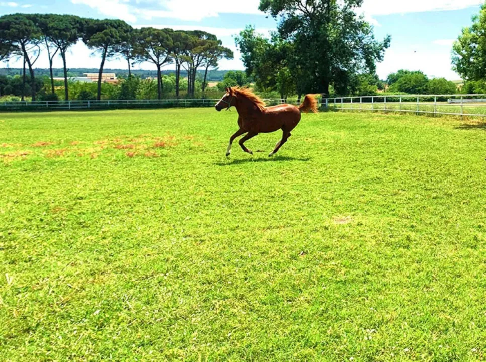 TİGEM’in 2025 yılı safkan Arap tay satış tarihleri açıklandı