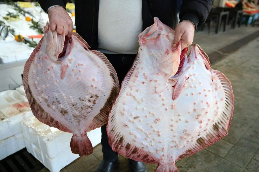 Ordu’da kalkan bereketi: Kilosu 700 liraya düştü