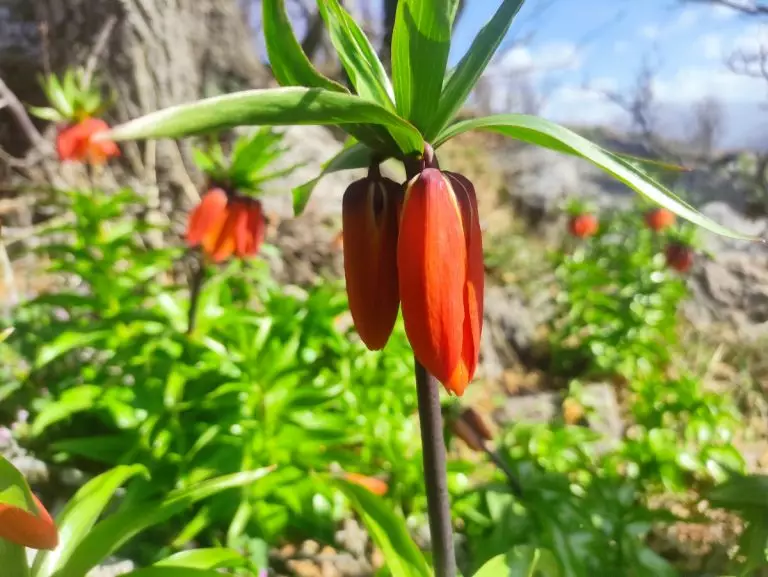 Koparanı ağlatıyor! ”Ağlayan gelinler” çiçek açtı