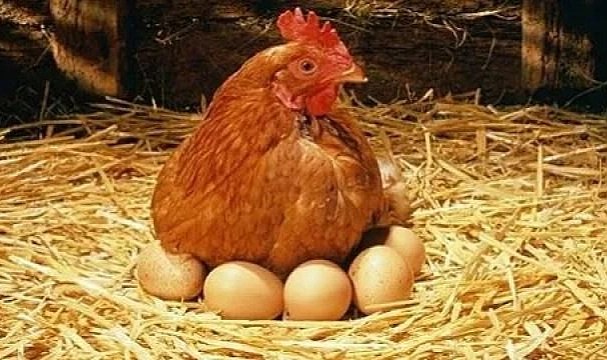 Tavuk eti üretimi yüzde 8,2 arttı