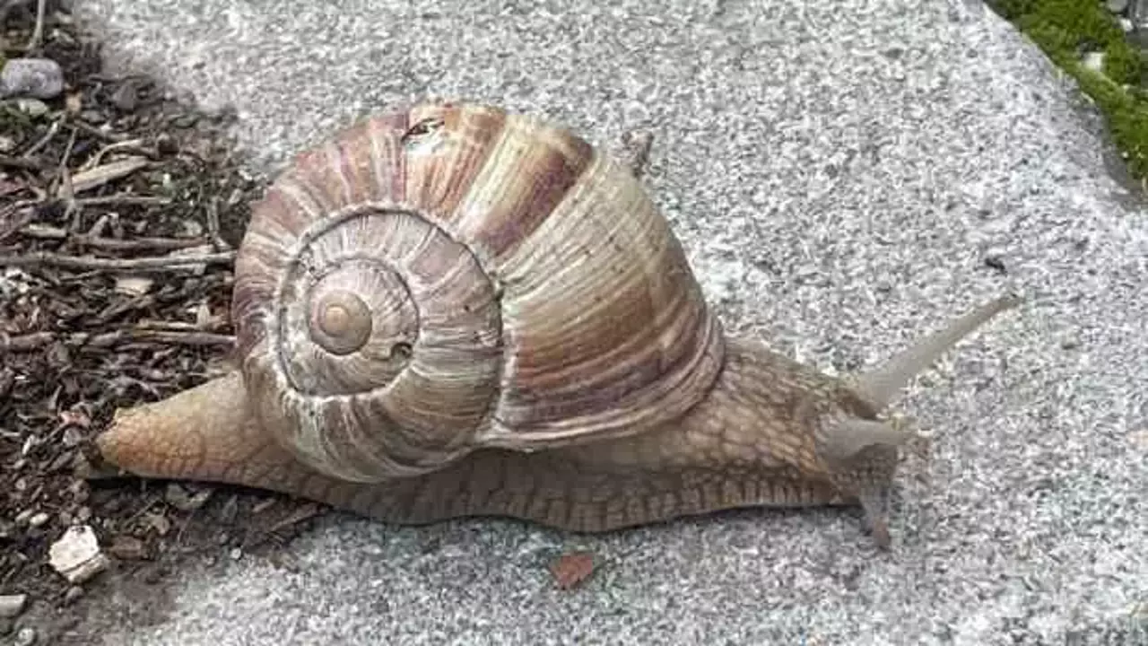 Toprağa çıktılar! Tek tek toplayıp, kilosunu 35 TL’ye satıyorlar