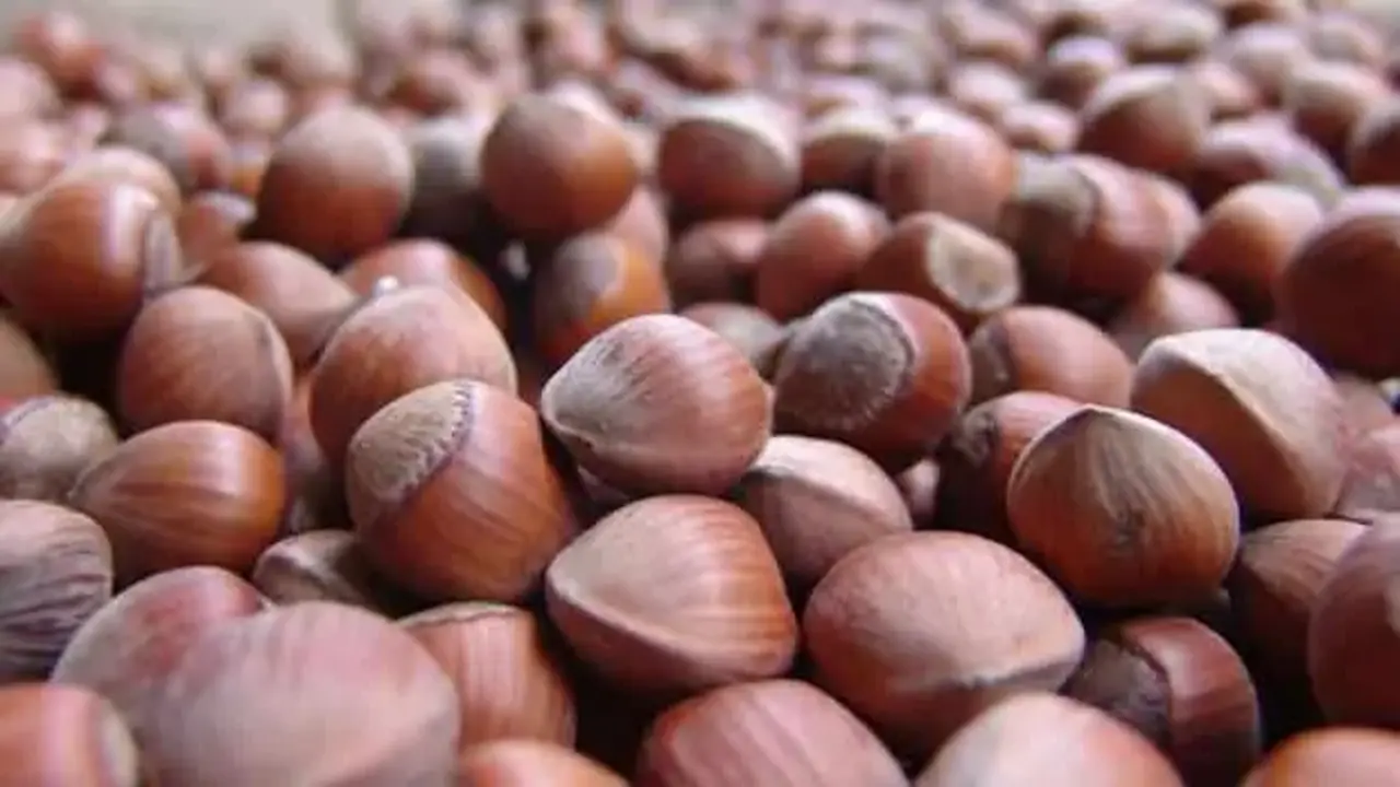 Türkiye’nin dünya fındık üretimindeki payı düşüyor