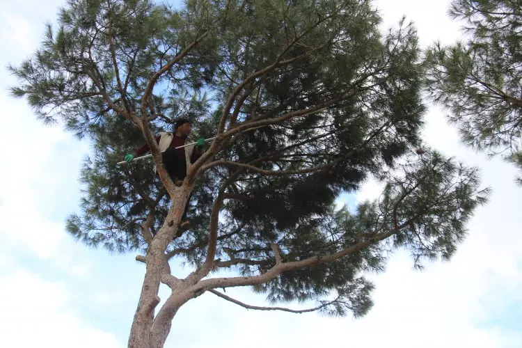 Metrelerce yükseklikteki ağaçlardan özel yöntemlerle kozalakları düşürüyorlar .. Yevmiyesi 3 bin lira!