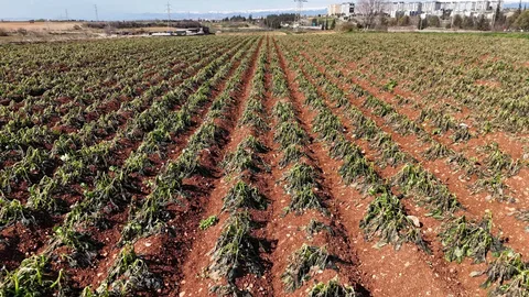 Çukurova’da ağır don, ürünlerde büyük zarara yol açtı. Çiftçi borç yükü altında eziliyor.