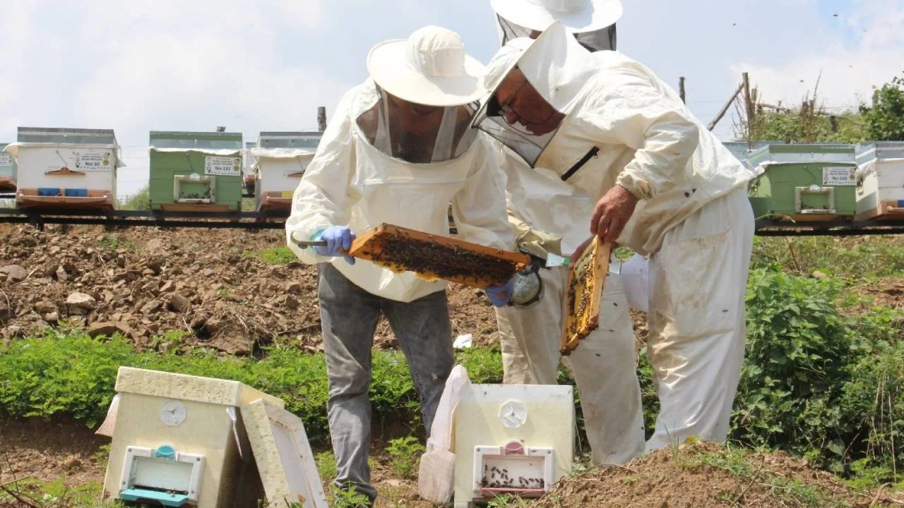 Zirai don bal üretimini de vurdu: Arıcılar perişan oldu