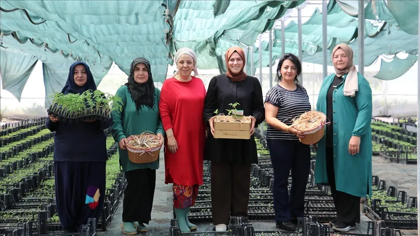 Kocaeli’de girişimci kadınlar, ata tohumundan ürettikleri fidelerle sürdürülebilir tarıma katkı sağlıyor
