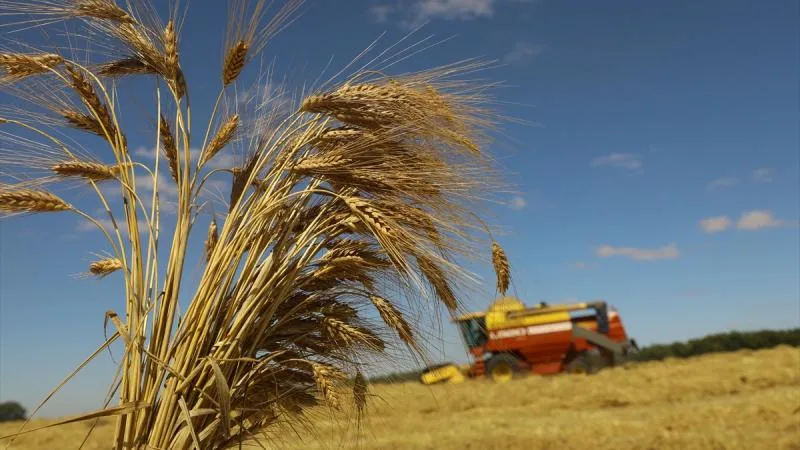 Buğdayda 19 milyon ton rekolte bekleniyor