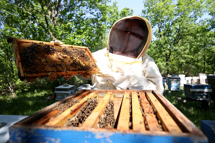 İstanbul’u bıraktı, Kırklareli’nde “prensesleri”yle coğrafi işaretli meşe balı üretiyor