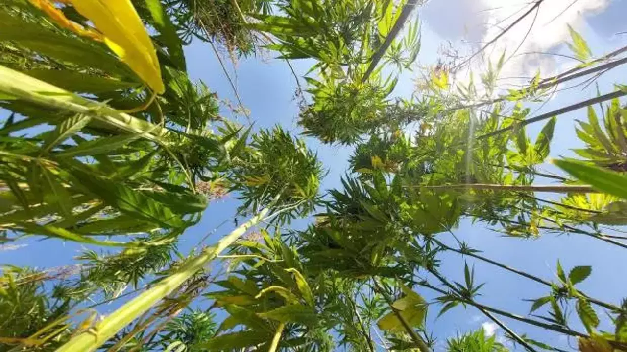 Stratejik ürün kenevirde hem üretim hem verimlilik artıyor