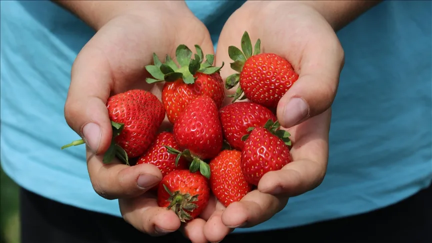 Batman’da tescilli Sason çileğinin hasadına başlandı