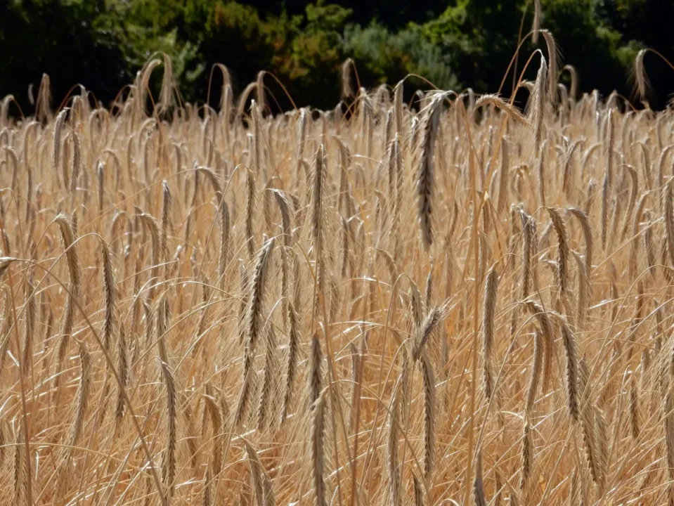 Ortaçağ Çavdarı: Mütevazı Yabani Otlardan Güçlü Temellere-Yeni Çalışma Şaşırtıcı Tarım Sırlarını Ortaya Koyuyor