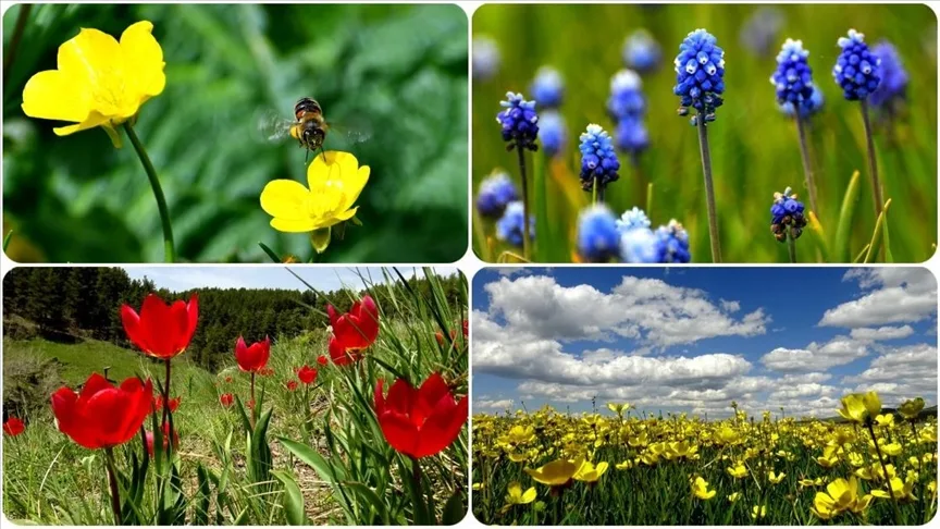 Kars’ın Sarıkamış ilçesinde doğa, yağmurların ardından açan rengarenk çiçeklerle canlandı.