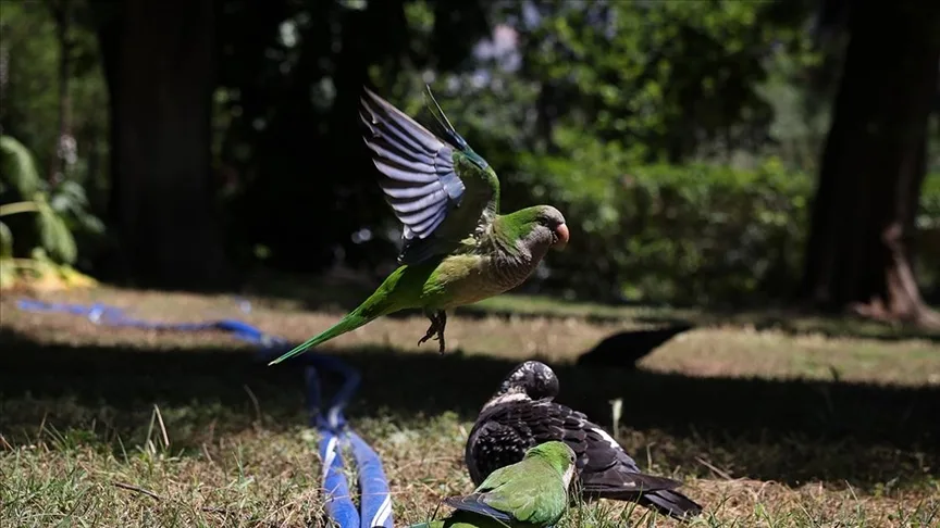 Yunanistan’ın başkenti Atina’daki yeşil alanlarda farklı türlerde çok sayıda papağan bulunuyor