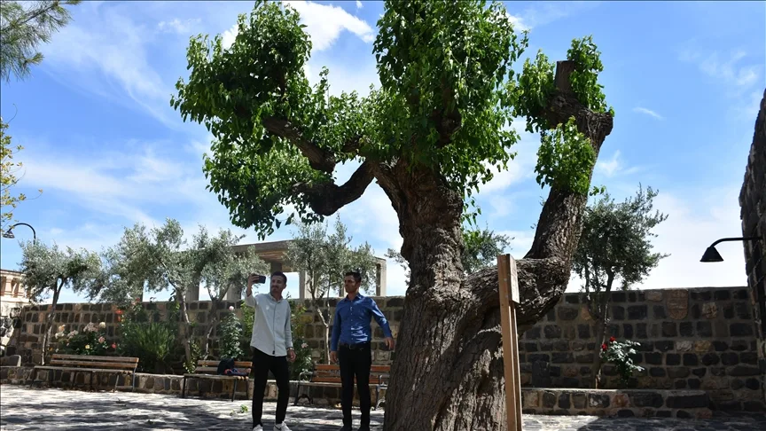Şırnak’ta kilise avlusundaki 402 yıllık dut ağacının bakımı yapılıyor