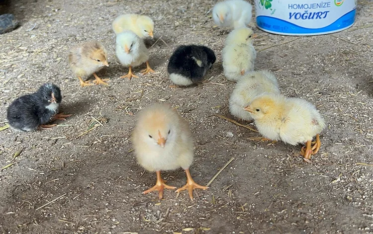 Çankırı’da yumurtadan 4 ayaklı civciv çıktı