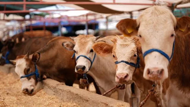 Bakan Yumaklı: Kurbanlık hayvan varlığımız yeterli düzeyde