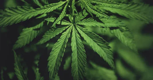 İnsanların yetiştirdiği en eski bitkilerden biri: Kenevir