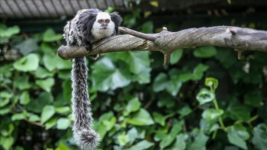 Bursa Hayvanat Bahçesi’nin “kuyruğu gövdesinden uzun sakinleri”ne özenle bakılıyor