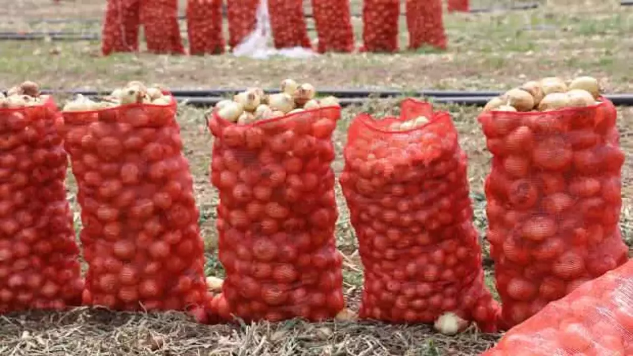 Don ve kuraklığın rekolteyi etkilemediği soğan, tarladan 8 TL’den alıcı buluyor