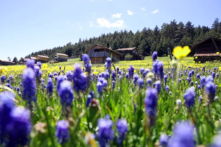 Kastamonu yaylaları baharın tüm güzelliklerini sergiliyor