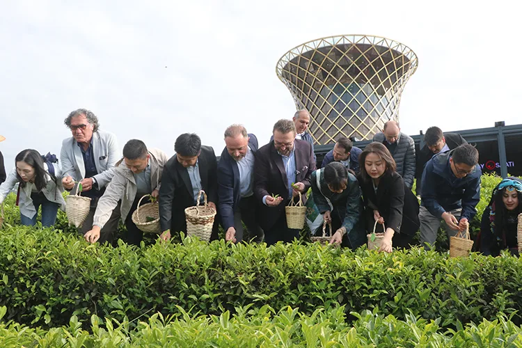 Çinli akademisyenler Uluslararası Çay Günü’nde Rize’de çay topladı